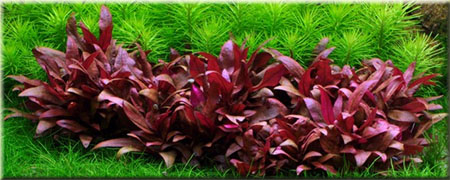 Rośliny akwariowe czerwone
